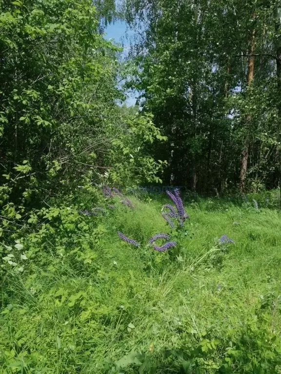 Участок в Нижегородская область, Богородский муниципальный округ, д. ... - Фото 1