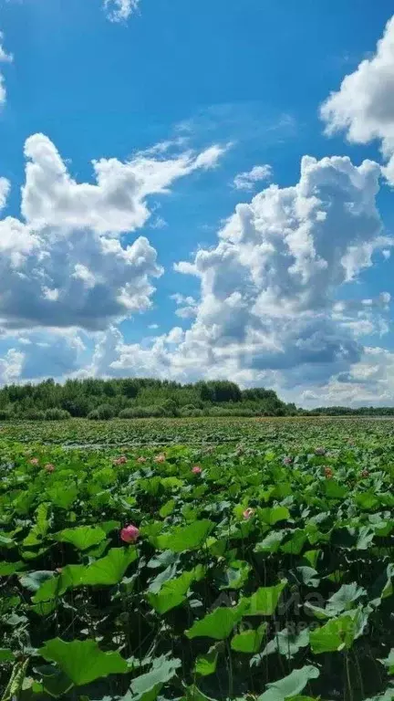Дом в Хабаровский край, Хабаровский район, Октябрь СНТ ул. Приозерная, ... - Фото 1