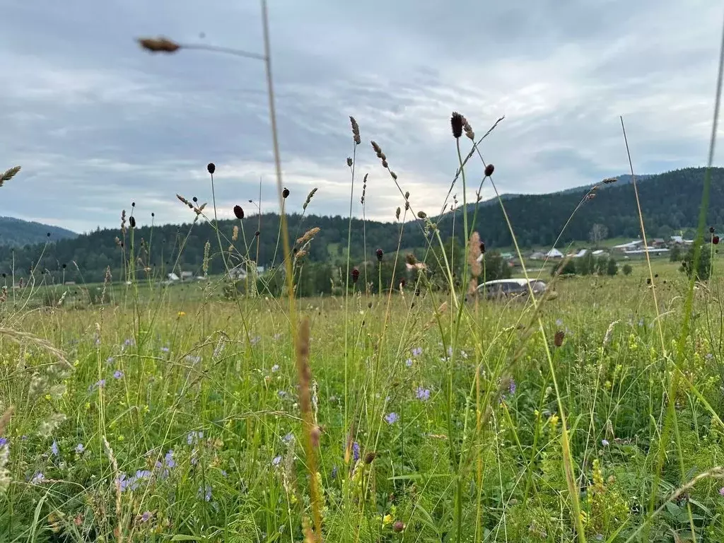 Участок в Алтай, Чемальский район, Аносинское с/пос  (13.12 сот.) - Фото 2