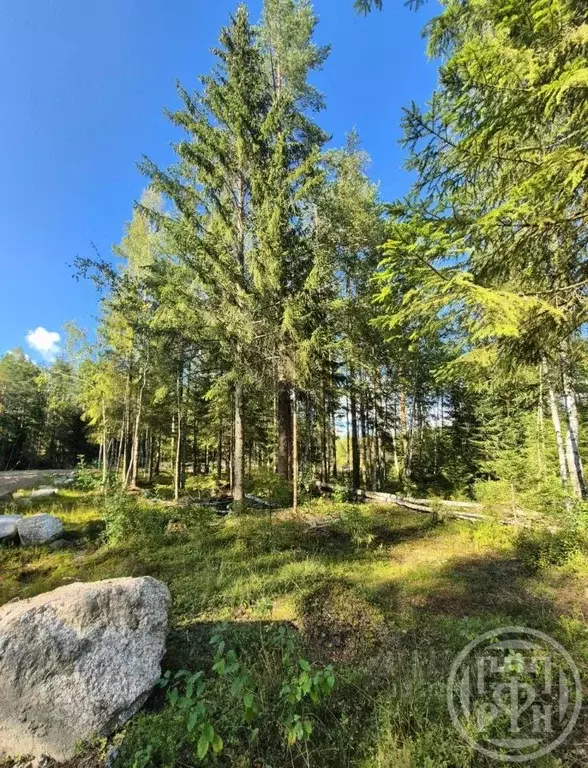 Участок в Ленинградская область, Выборгский район, Полянское с/пос, ... - Фото 1