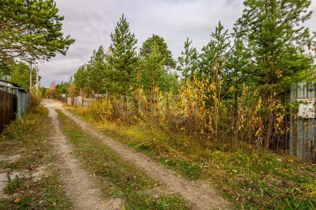 Участок в Ханты-Мансийский АО, Сургут Ручеек садовое товарищество, ул. ... - Фото 1