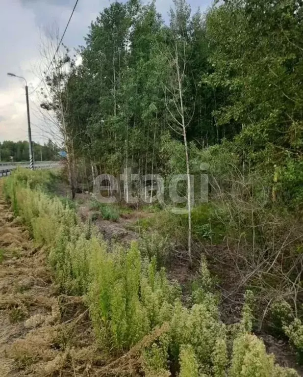 Участок в Московская область, Щелково городской округ, пос. Литвиново  ... - Фото 0