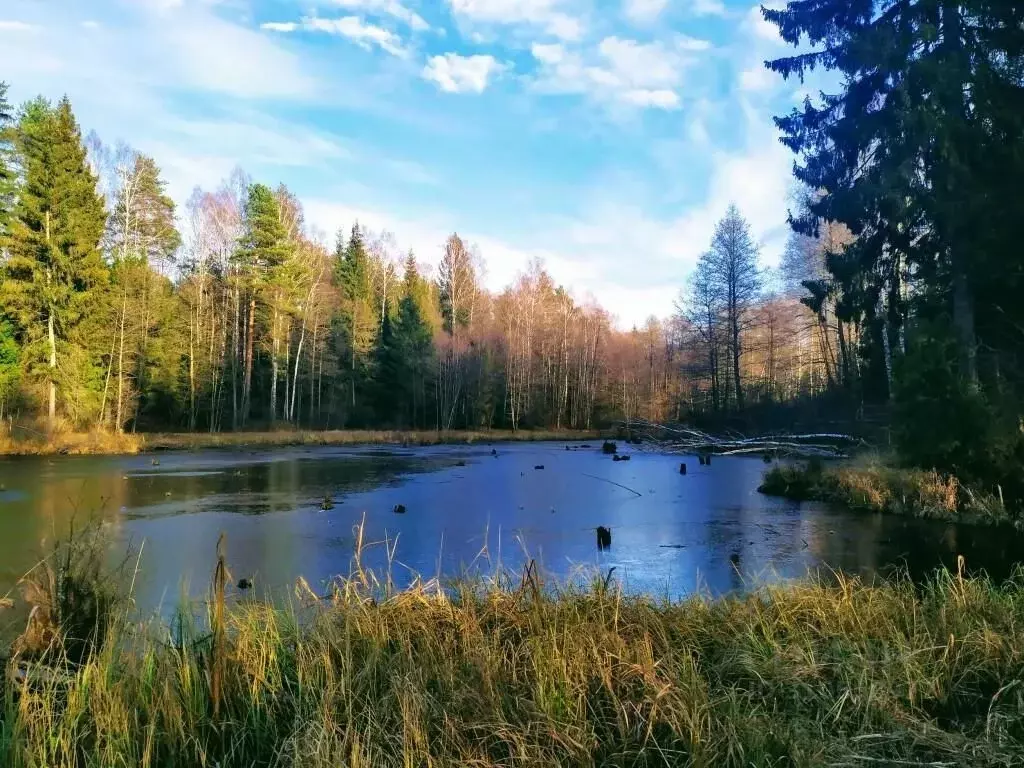 Участок в Владимирская область, Судогодский район, Лавровское ... - Фото 1