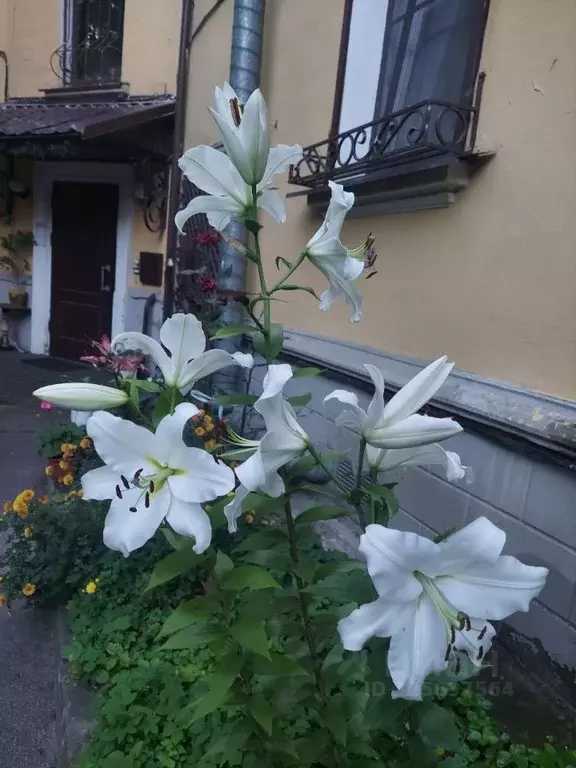 1-к кв. Санкт-Петербург пер. Серебряков, 5/36 (29.1 м) - Фото 1