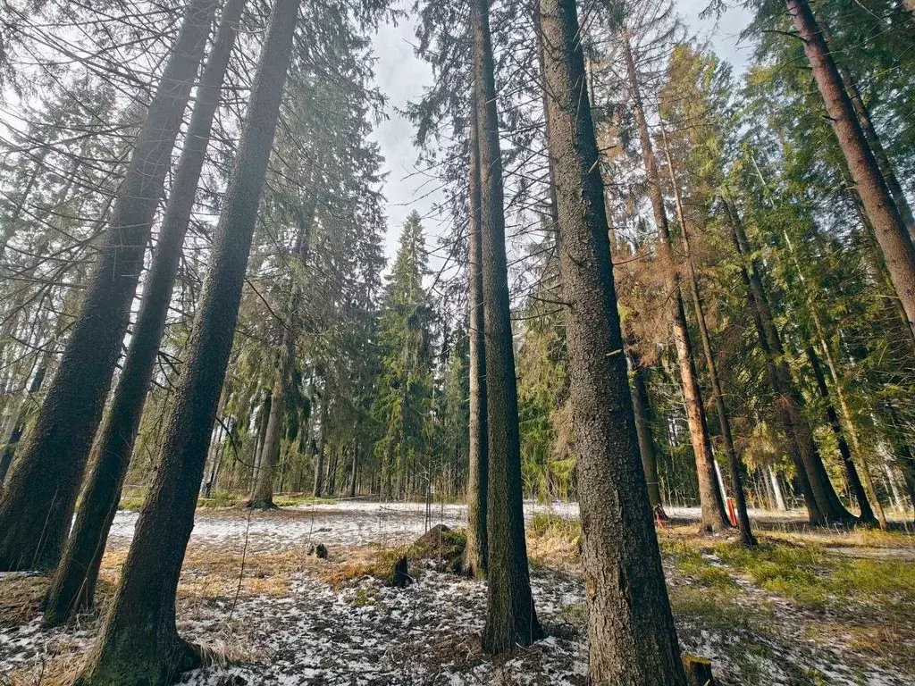 Участок в Санкт-Петербург, Санкт-Петербург, Зеленогорск ул. Танкистов, ... - Фото 0