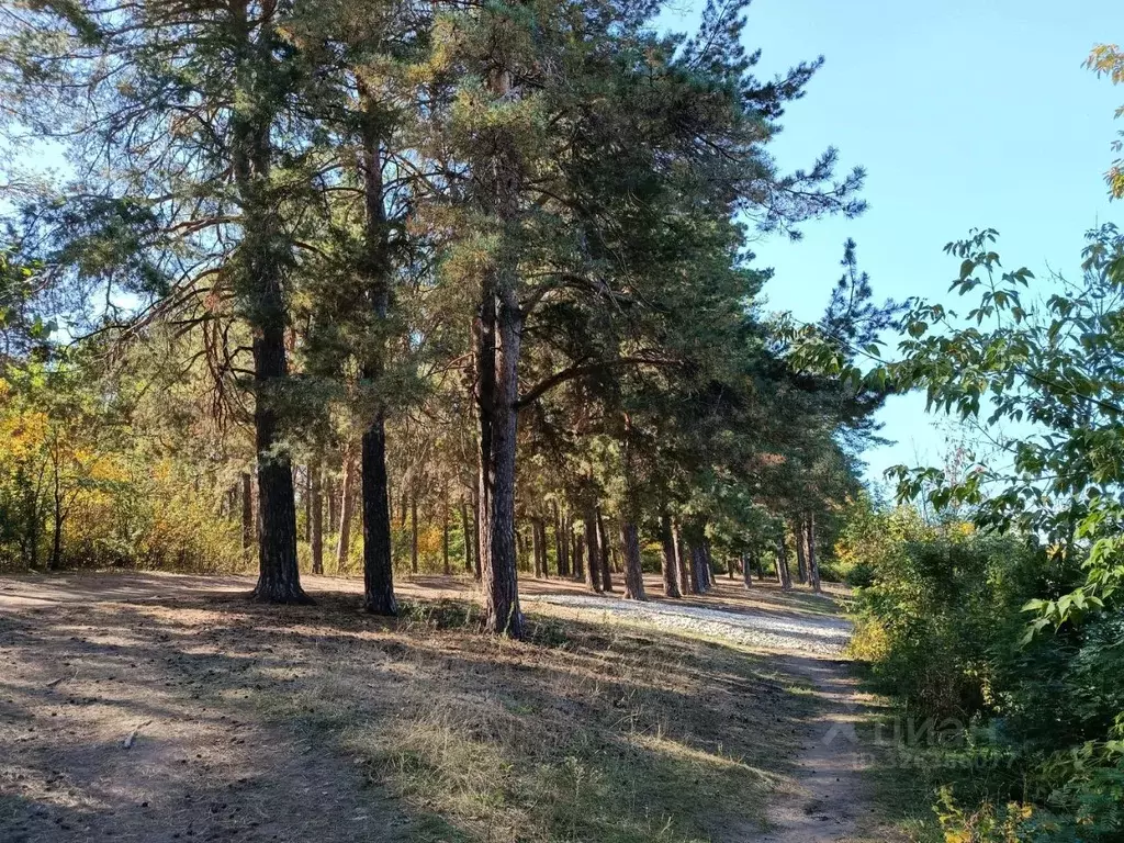 Участок в Саратовская область, Энгельсский район, Красноярское ... - Фото 2