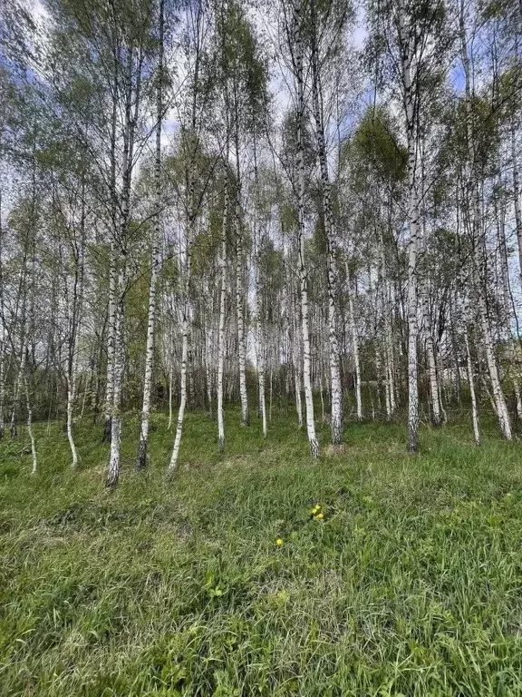 Участок в Калужская область, Юхновский муниципальный округ, Беляево ... - Фото 2