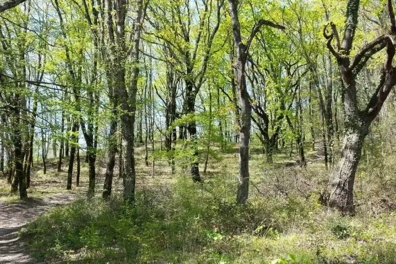 Дом в Краснодарский край, Сочи Школьная ул., 36/7 (100 м) - Фото 2