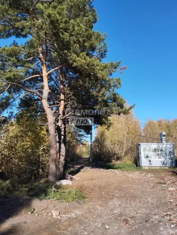 Участок в Новосибирская область, Новосибирск Комета-Березка садовое ... - Фото 0