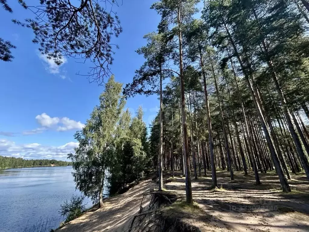 Участок в Ленинградская область, Сосновый Бор Звезда кп,  (12.0 сот.) - Фото 1