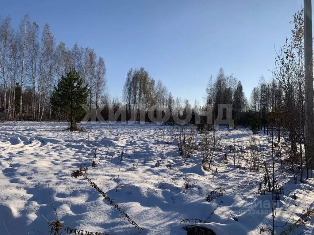 Участок в Новосибирская область, Новосибирский район, Барышевский ... - Фото 1