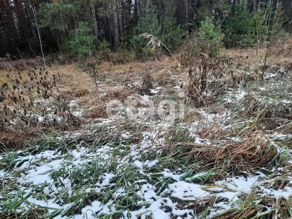 Участок в Красноярский край, Красноярск городской округ, пос. Минино ... - Фото 1