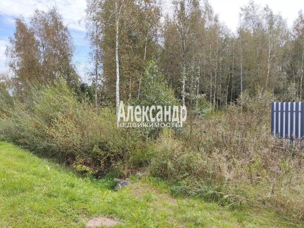 Участок в Ленинградская область, Выборгский район, Рощинское городское ... - Фото 2