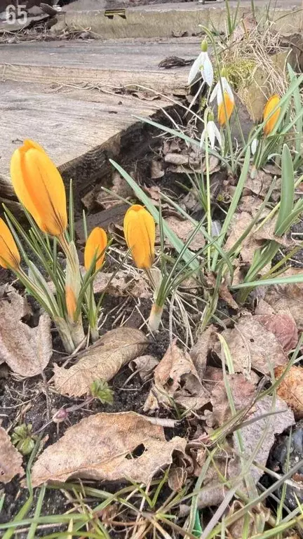Дом в Калининградская область, Калининград Рассвет СНТ, ул. 2-я ... - Фото 2