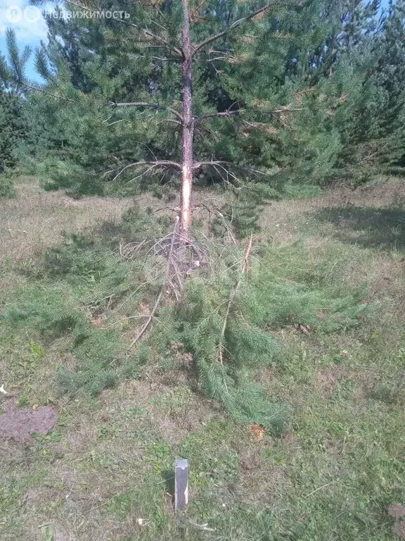 Участок в Кабанский район, село Сухая (6 м) - Фото 2