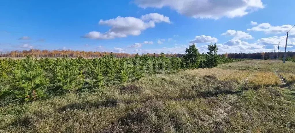 Участок в Курганская область, Кетовский муниципальный округ, с. ... - Фото 1