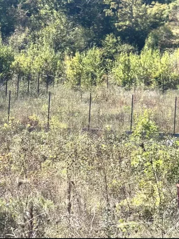 Участок в Краснодарский край, Геленджик  (5.0 сот.) - Фото 2