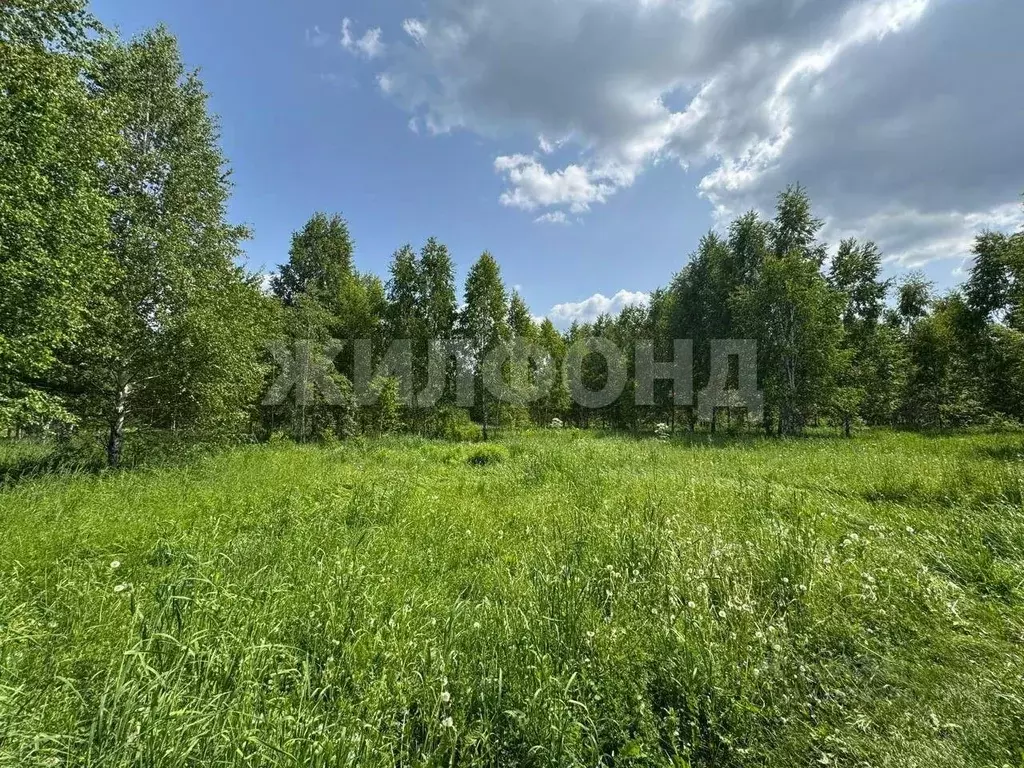 Участок в Новосибирская область, Новосибирский район, Станционный ... - Фото 0