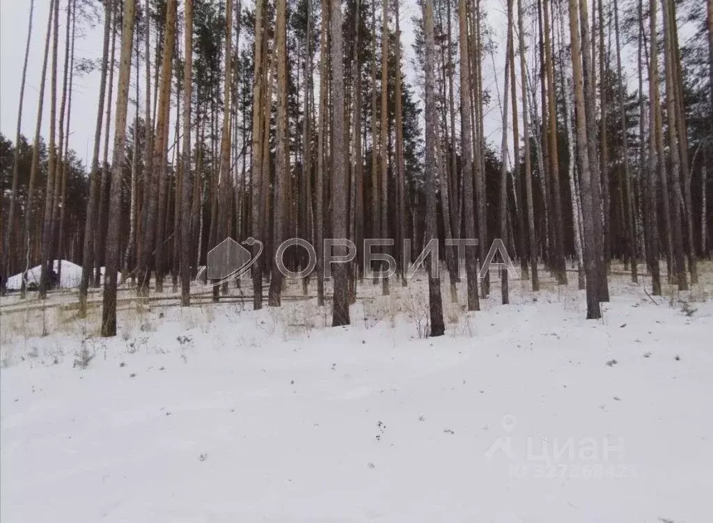 Участок в Тюменская область, Тюменский муниципальный округ, Каменское ... - Фото 1