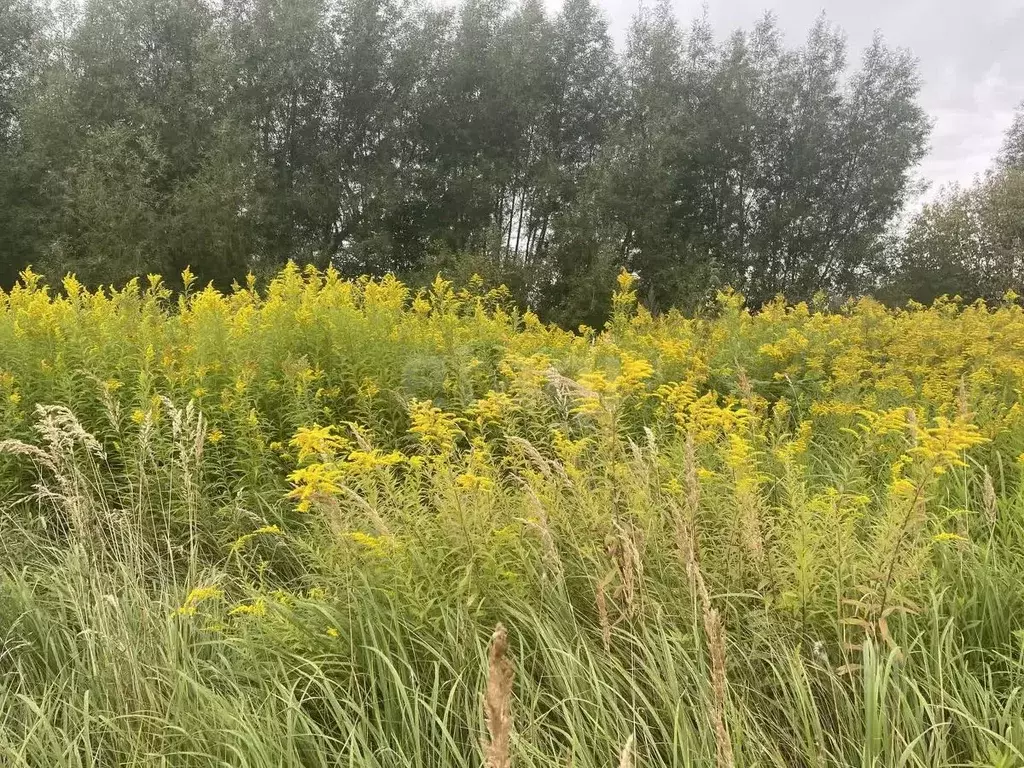 Участок в Калининградская область, Черняховск д. Поселок Новая,  (8.0 ... - Фото 1