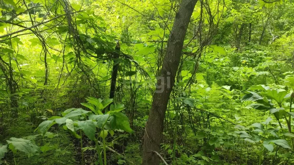 Участок в Алтай, Горно-Алтайск Рябинушка СНТ,  (12.7 сот.) - Фото 1