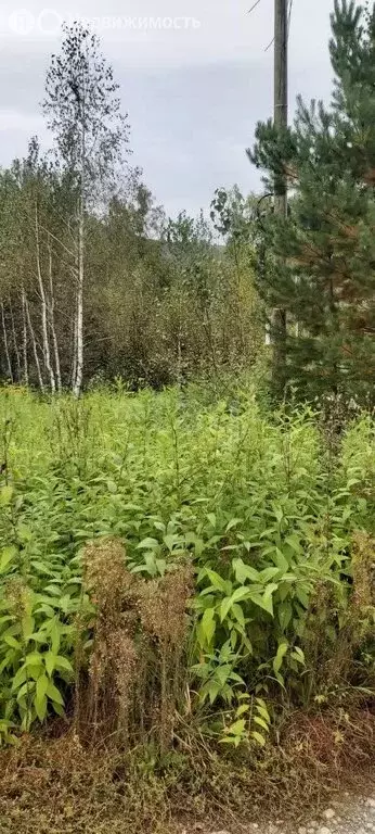 Участок в Майминский район, Соузгинское сельское поселение, посёлок ... - Фото 1