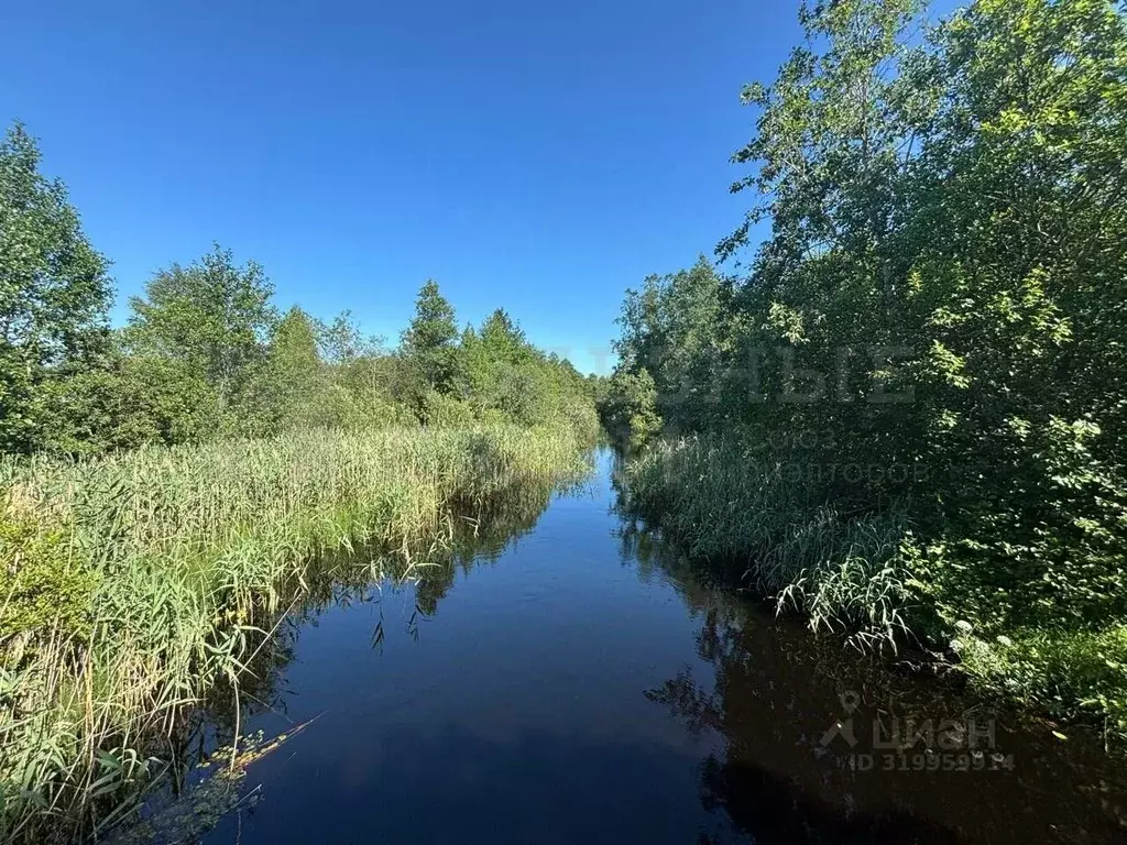 Участок в Новгородская область, Хвойнинский муниципальный округ, д. ... - Фото 1