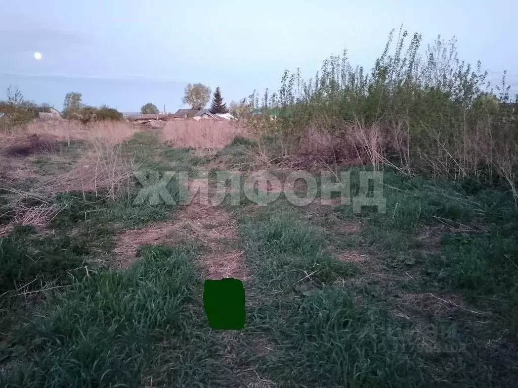 Участок в Новосибирская область, Колыванский район, с. Скала ул. Мира, ... - Фото 1