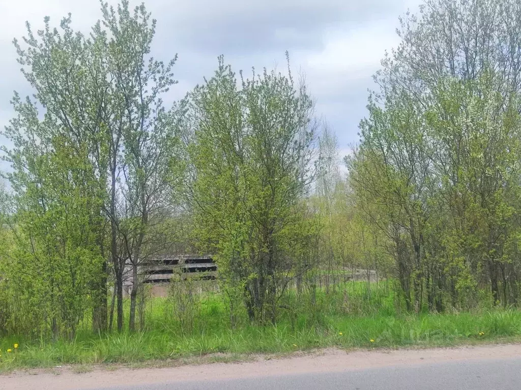 Участок в Новгородская область, Сольцы г. Солецкий муниципальный ... - Фото 2