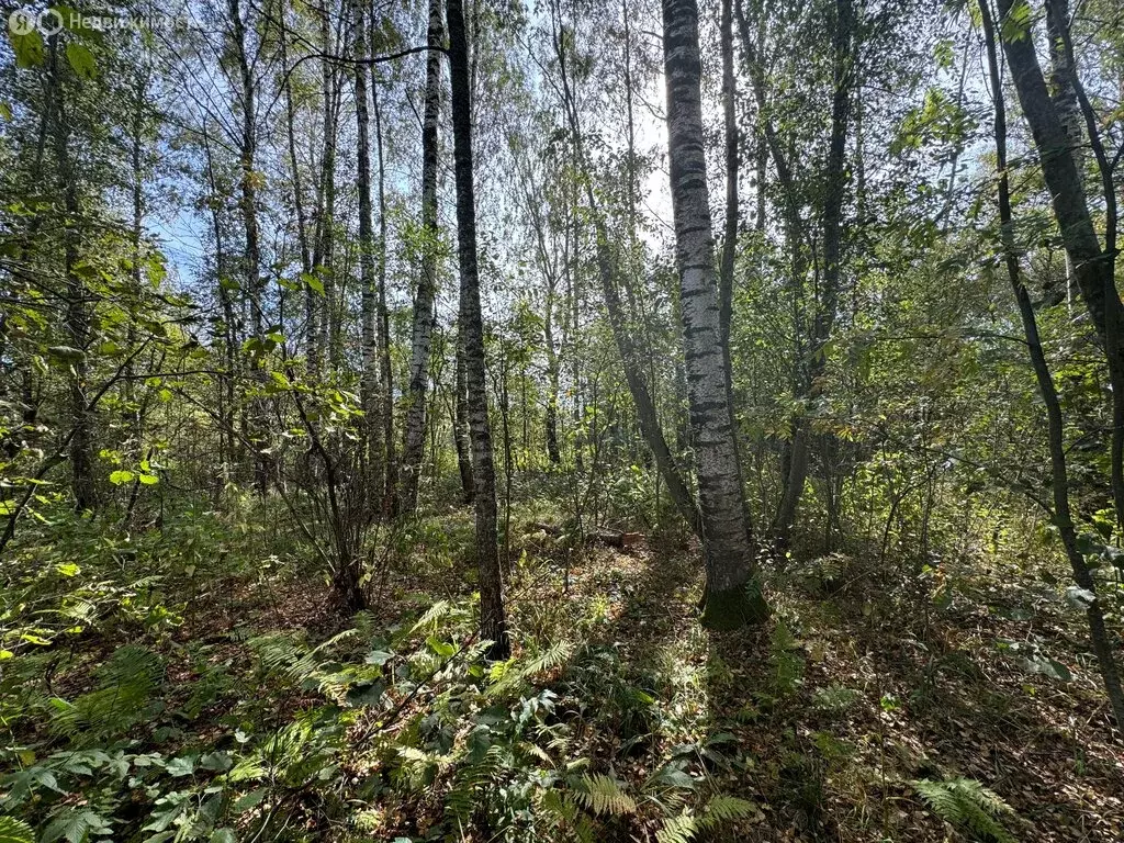 Участок в Московская область, городской округ Клин, СНТ Милухино, 210 ... - Фото 1