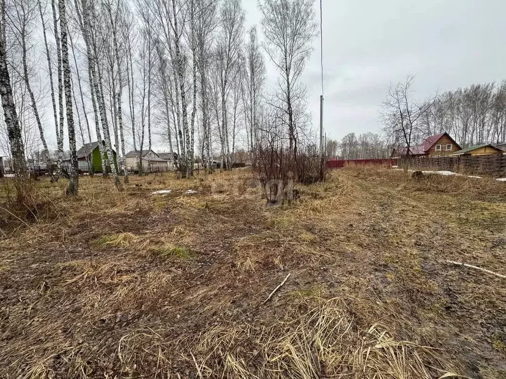 Участок в Новосибирская область, Новосибирский район, Березовский ... - Фото 1