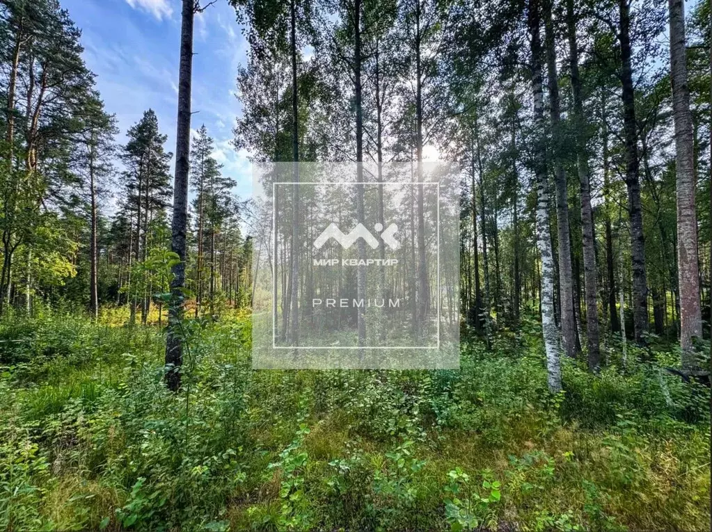 Участок в Ленинградская область, Приозерский район, Раздольевское ... - Фото 1