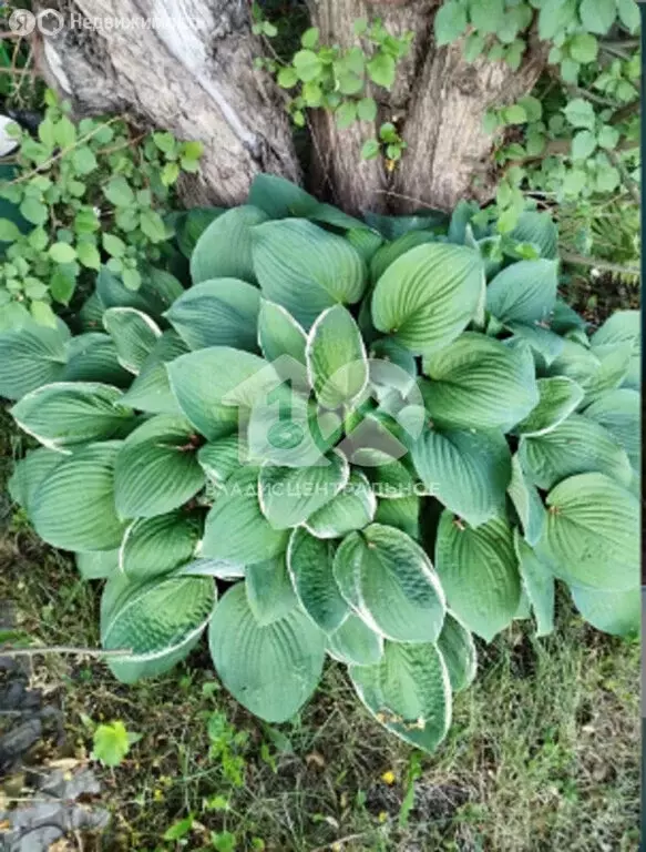 Участок в Бердск, СНТ Ива, 11-я улица (6 м) - Фото 2