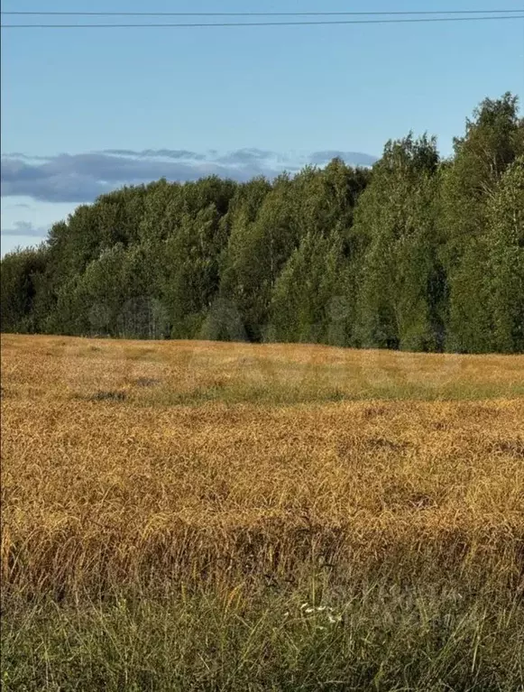 Участок в Тюменская область, Тюменский район, с. Горьковка  (7.0 сот.) - Фото 0