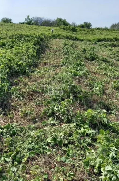 Участок в Краснодарский край, Анапа муниципальный округ, Куток хут. ... - Фото 2