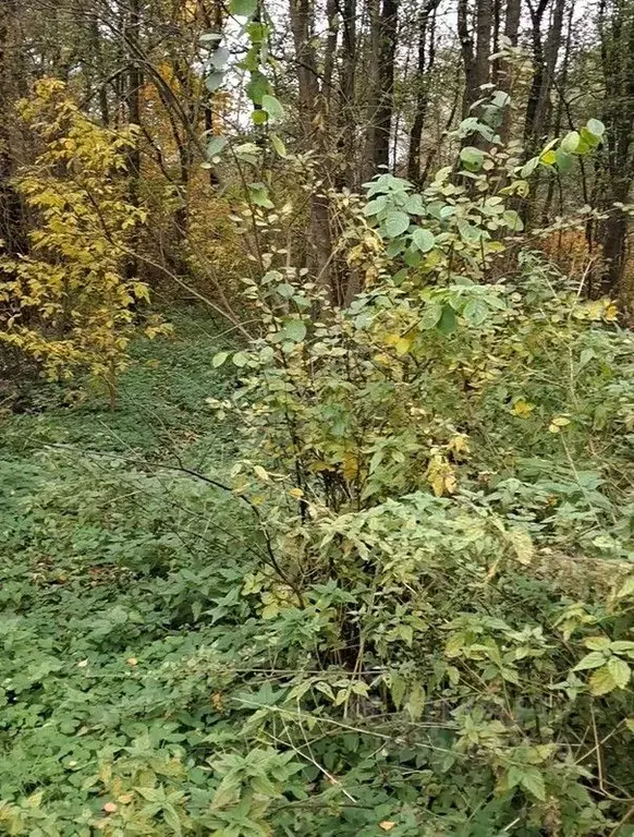 Участок в Московская область, Лосино-Петровский городской округ, ... - Фото 1