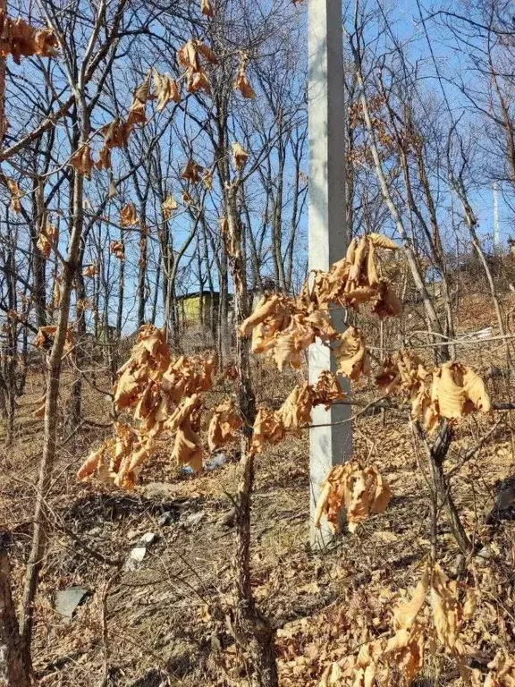 Участок в Приморский край, Владивосток Ласточка СНТ, 23А (23.9 сот.) - Фото 0