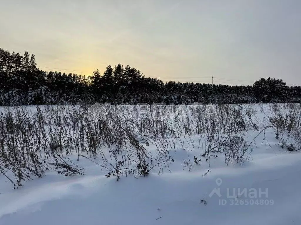 Участок в Тюменская область, Тюменский муниципальный округ, с. Борки ... - Фото 2