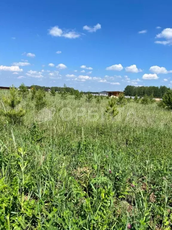 Участок в Тюменская область, Тюменский район, Новокаменский кп ул. ... - Фото 1