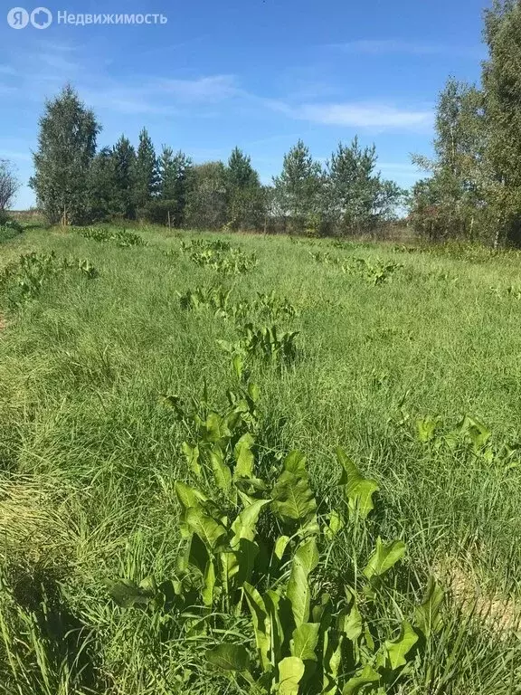 Участок в Суздальский район, муниципальное образование Селецкое, село ... - Фото 1