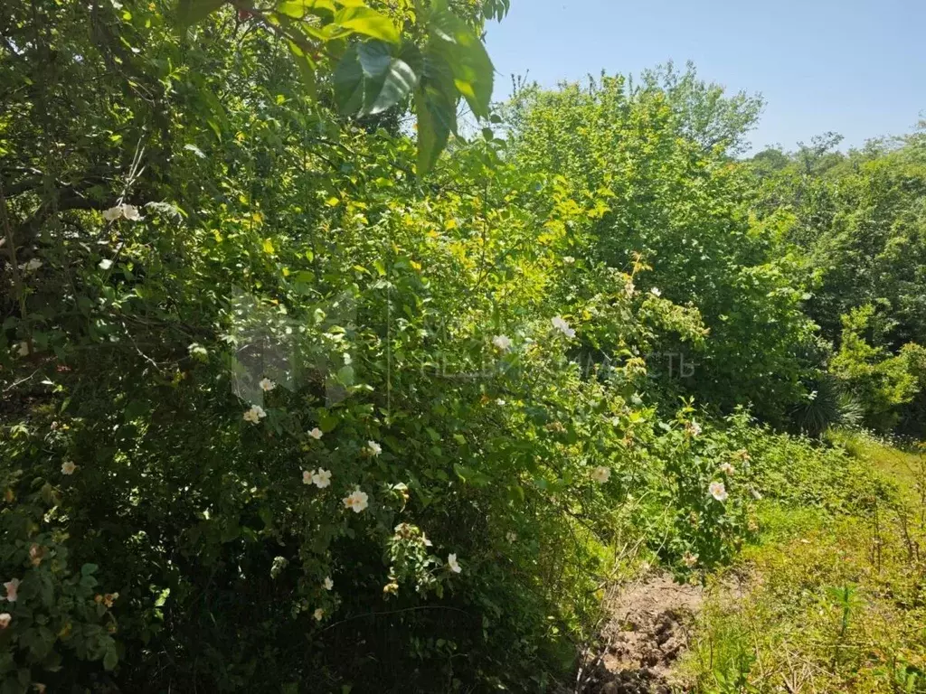 Участок в Краснодарский край, Сочи городской округ, с. Красная Воля ... - Фото 1
