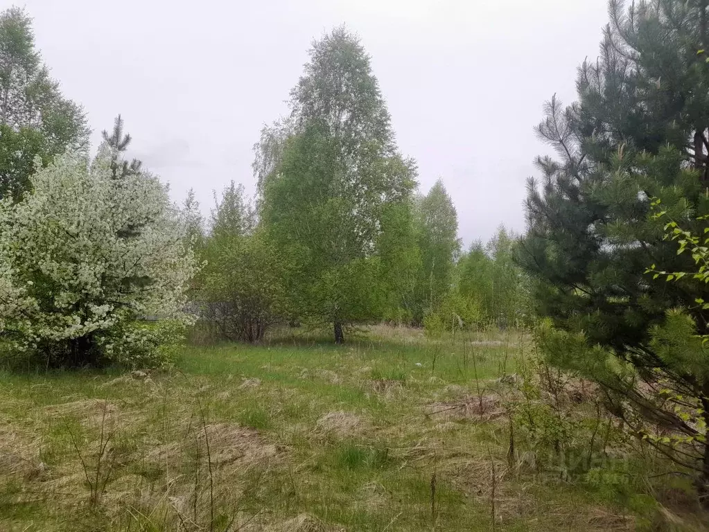 Участок в Курганская область, Кетовский муниципальный округ, Родные ... - Фото 1