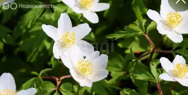 Участок в Пермский муниципальный округ, садовые участки Лоза (9.6 м) - Фото 0