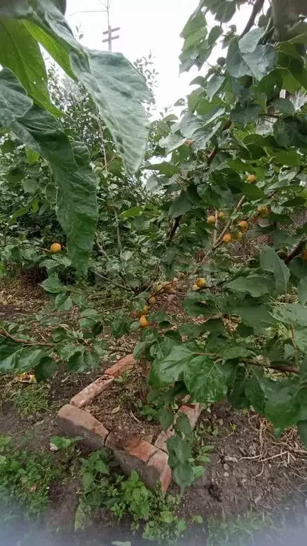 Дом в Тюменская область, Тюмень пер. 7-й Степной (56 м) - Фото 0