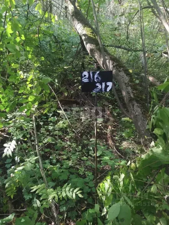 Участок в Калужская область, Бабынинский муниципальный округ, ... - Фото 2