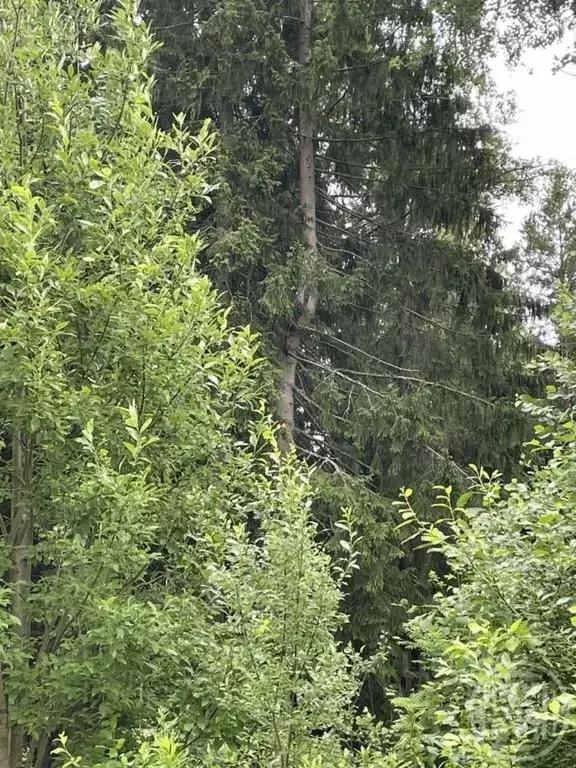 Участок в Ленинградская область, Сертолово Всеволожский район, Медное ... - Фото 1