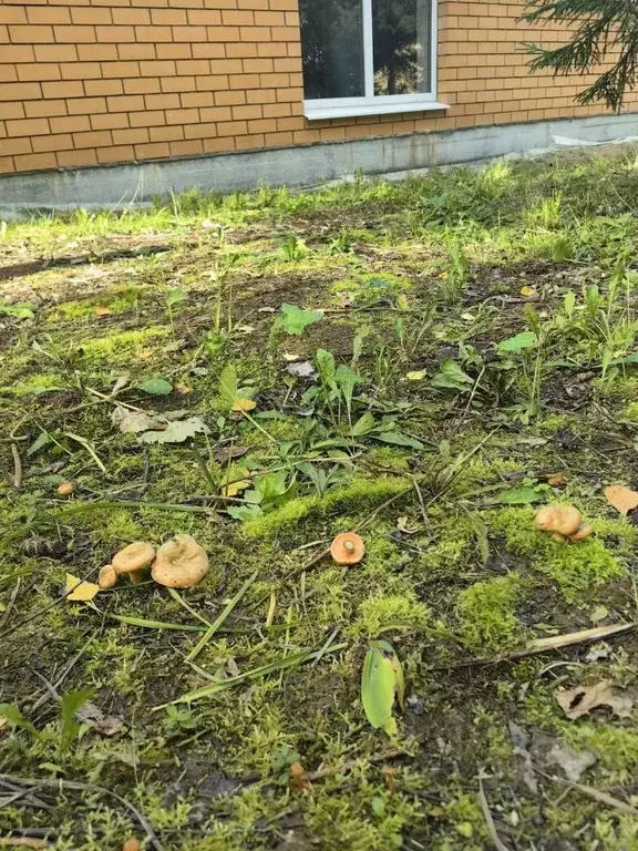 Дом в Пермский край, Пермский муниципальный округ, Деревенский кв-л ... - Фото 1