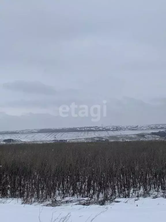 Участок в Белгородская область, Белгородский район, Головинское с/пос, ... - Фото 1