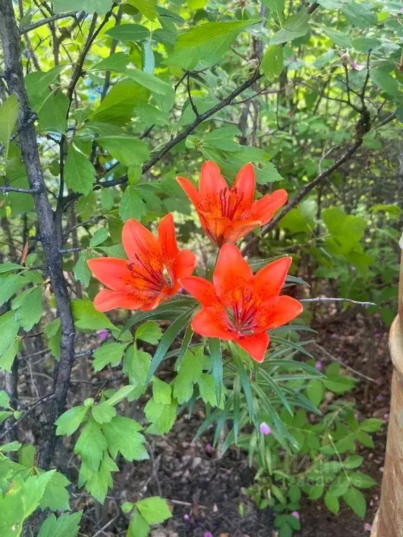 Дом в Саха (Якутия), Якутск ш. Хатынг-Юряхское (60 м) - Фото 2