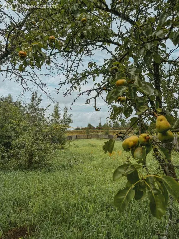 Участок в округ Муром, деревня Нежиловка, Пригородная улица, 34 (8 м) - Фото 0